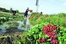 کشت سبزیجات با آب فاضلاب سلامت شهروندان نهاوند را به مخاطره می اندازد