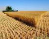خرید تضمینی ۳۵ هزار تن گندم از کشاورزان نهاوندی
